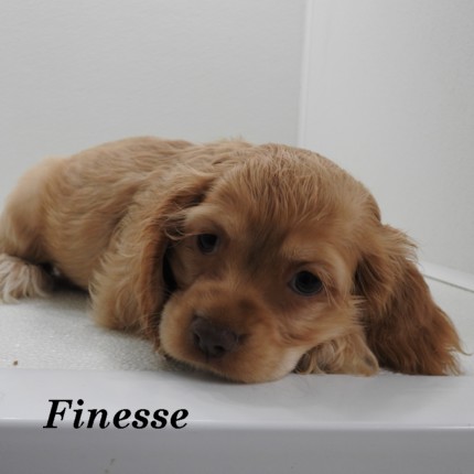 puppy, for, sale, Cocker Spaniel, Joe & Cherri  Overlease, dog, breeder, Miller, MO, dog-breeder, puppy-for-sale, forsale, nearby, find, puppyfind, locator, puppylocator, aca